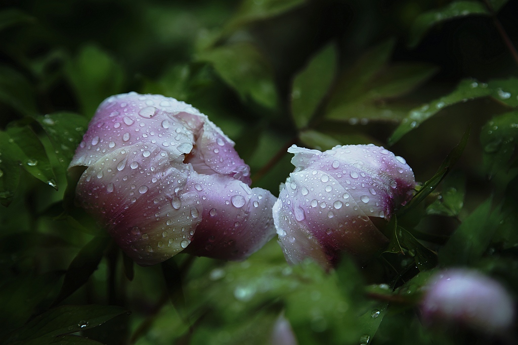 雨中牡丹 摄影 天天想想