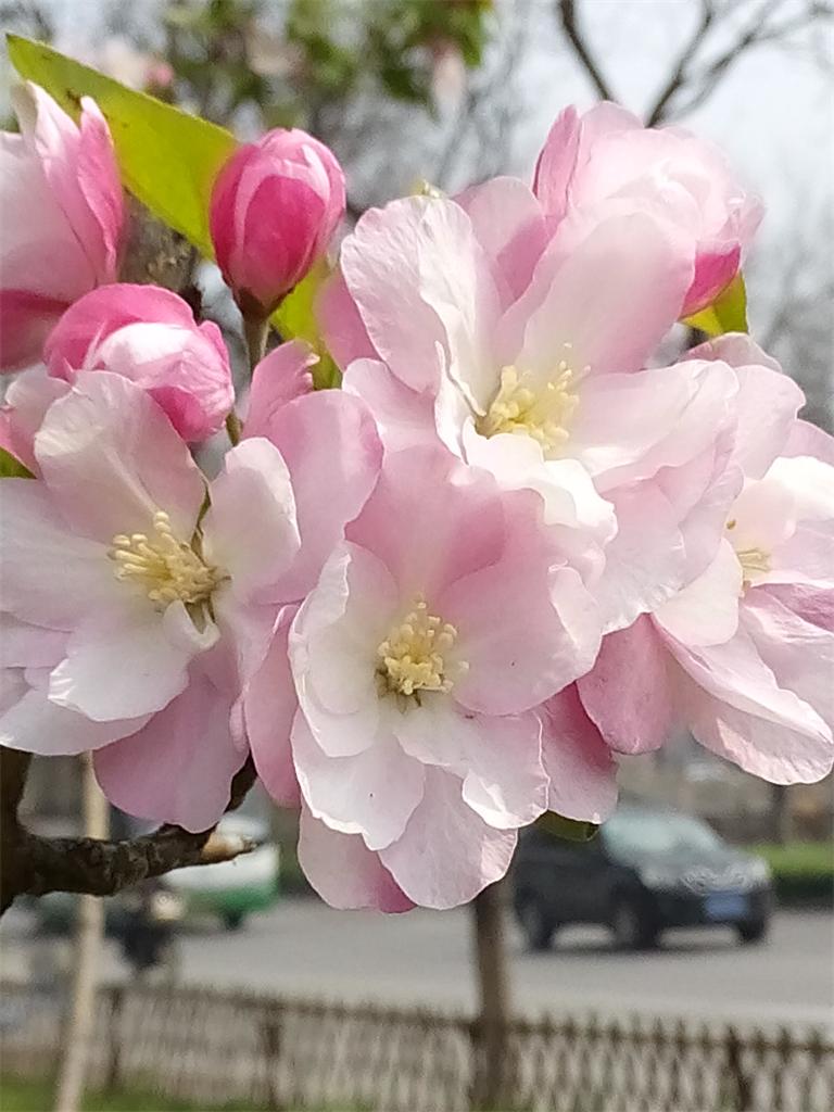 海棠花 摄影 快乐孙老头