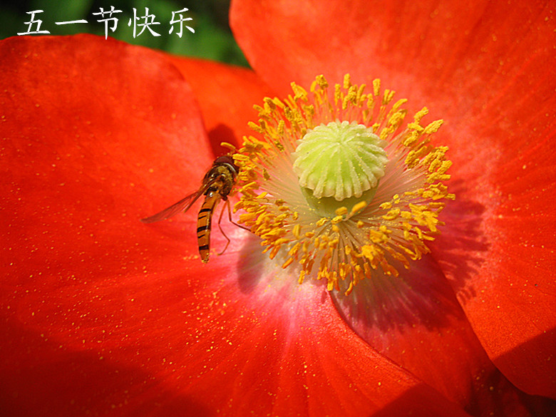 祝朋友节日快乐 摄影 菊子