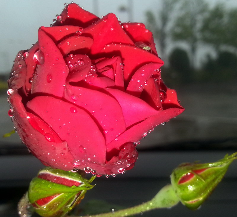 雨露月季 摄影 爱摄爱影