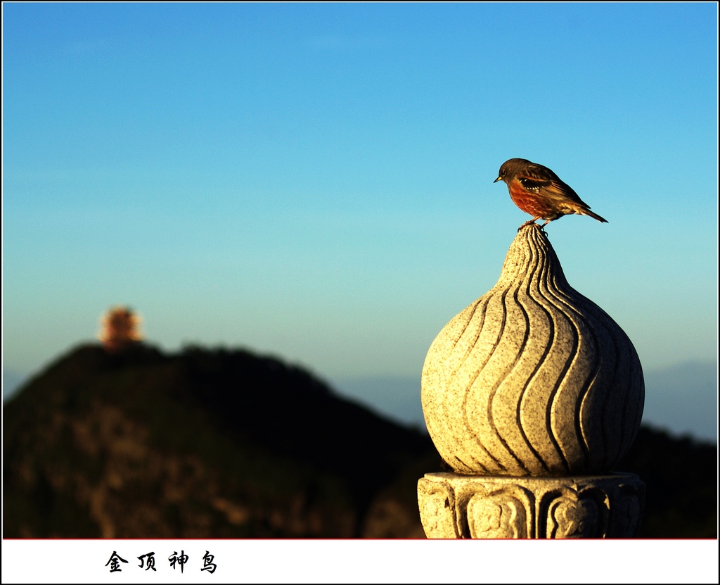 金顶神鸟 摄影 三原老猫