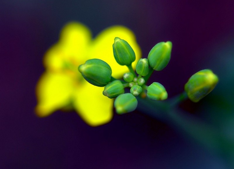 花蕾 摄影 拾贝人