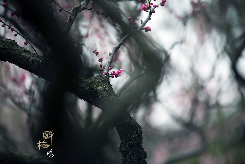 水墨凝香 摄影 5D兔051609