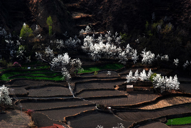 田园 摄影 土豆花