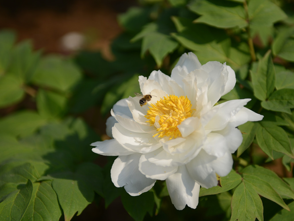 白牡丹 摄影 芷菡