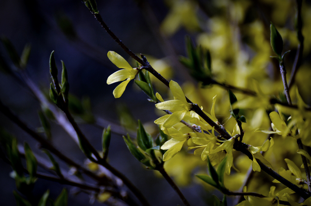 迎春花开..... 摄影 魡蓊