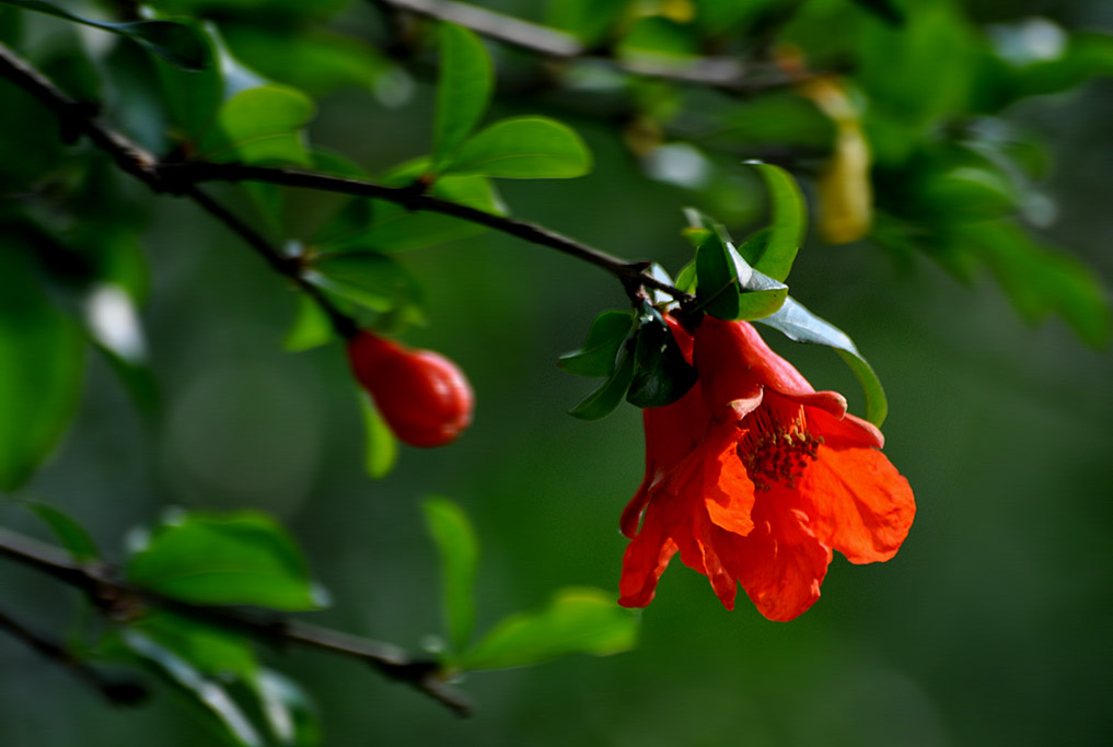 身边的花草 摄影 ziyouniao