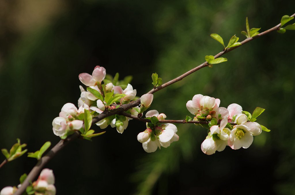 春花 摄影 青山绿水2