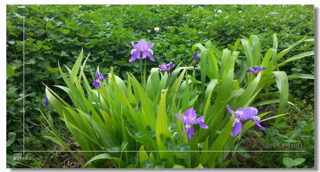 【 鸢 尾 花… 】 摄影 寒门学子