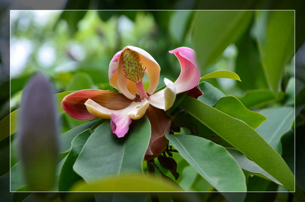 ？不了解的花花 摄影 你的视角