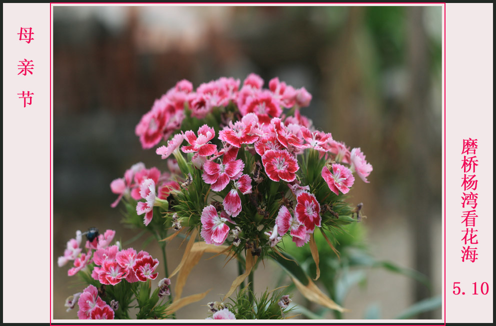 花花 摄影 朱Huan