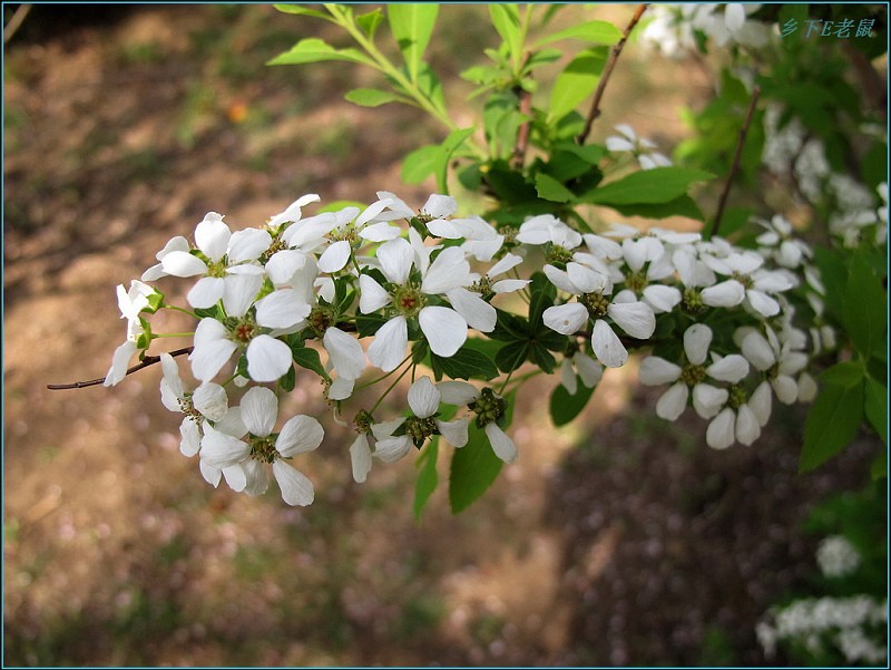 珍珠花 摄影 wxwonlines