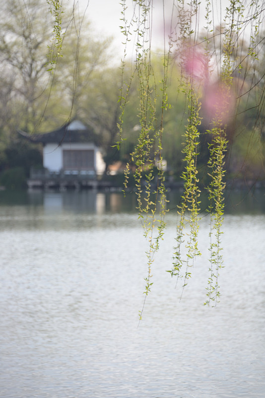 西湖新柳 摄影 恍若月光