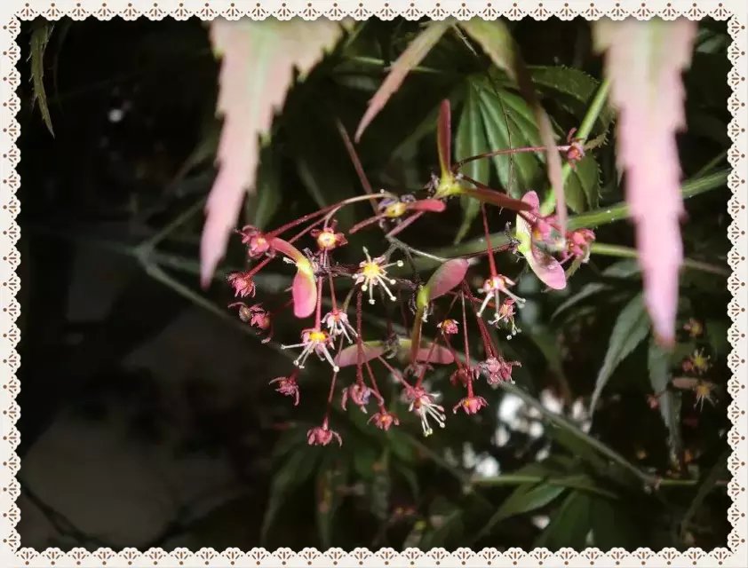 春芽 摄影 夕拾