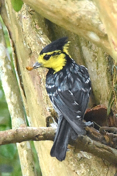 黄颊山雀 摄影 lis8598