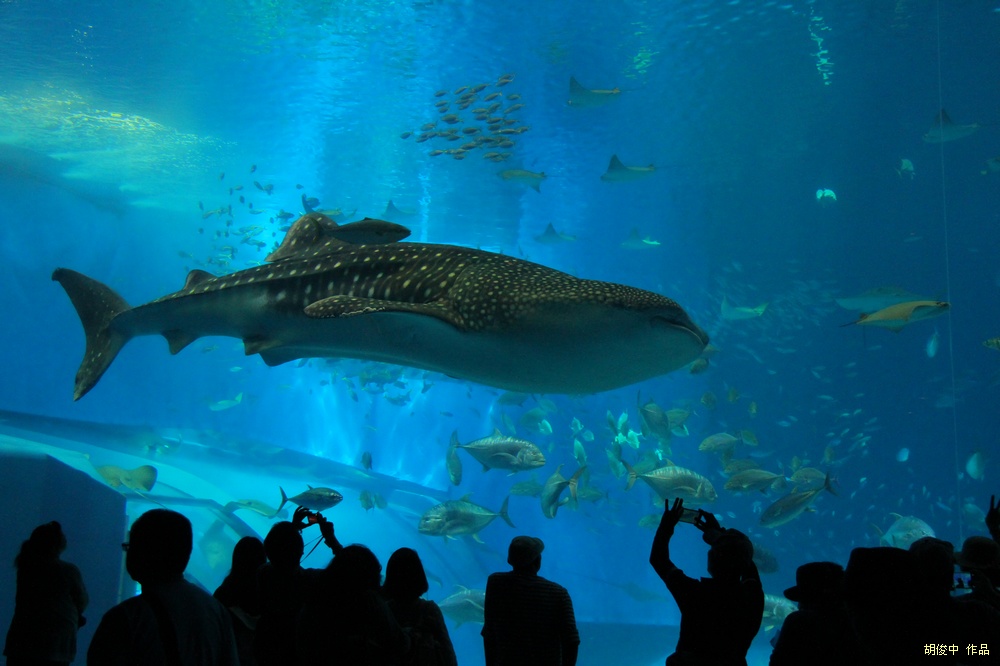 冲绳美丽海水族馆 摄影 胡俊中