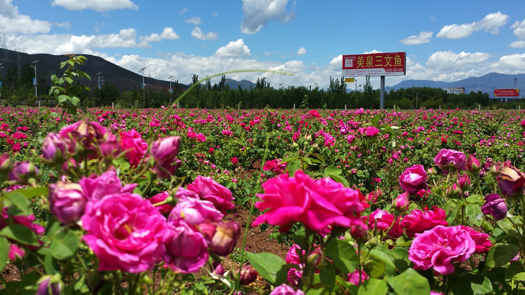 玫瑰园 摄影 丽强