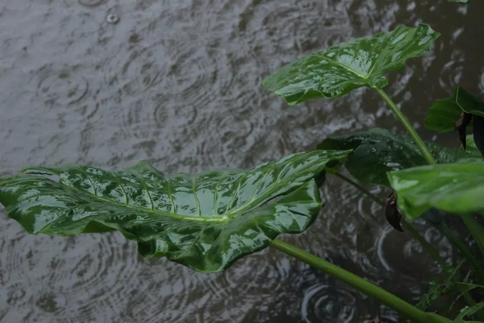 雨中生物 摄影 红白格子