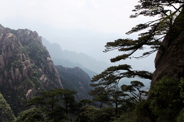 三清山的松 摄影 黄大地