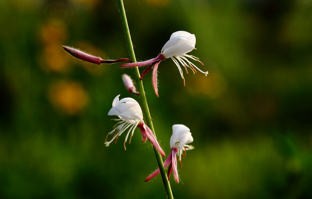 花蕊 摄影 zhengcy