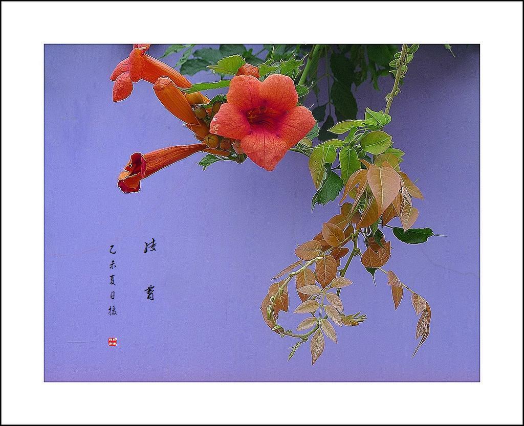 凌霄 摄影 dyy80