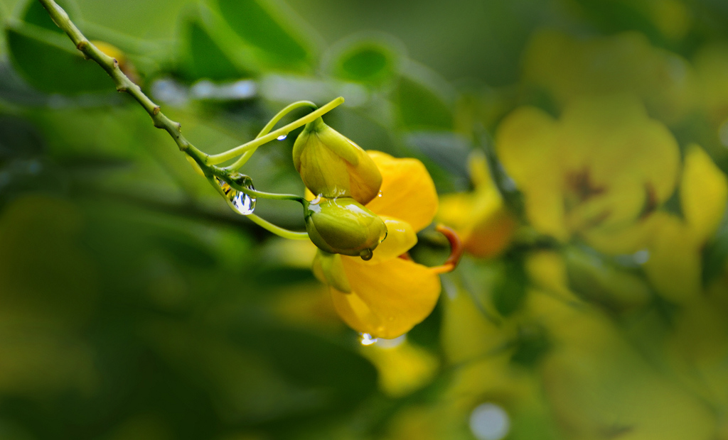 雨露 摄影 湘麓