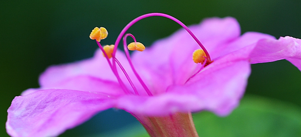 花蕊 摄影 yangqi9700