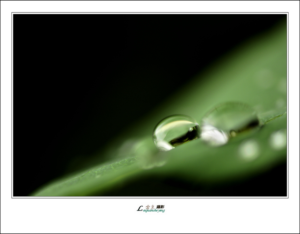 小雨珠 摄影 雷泉