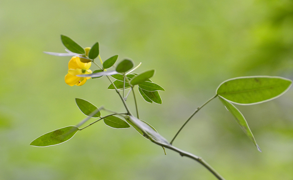 小花 摄影 湘麓