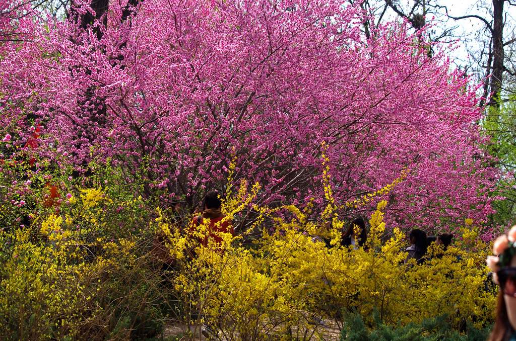 春花 摄影 青山绿水2