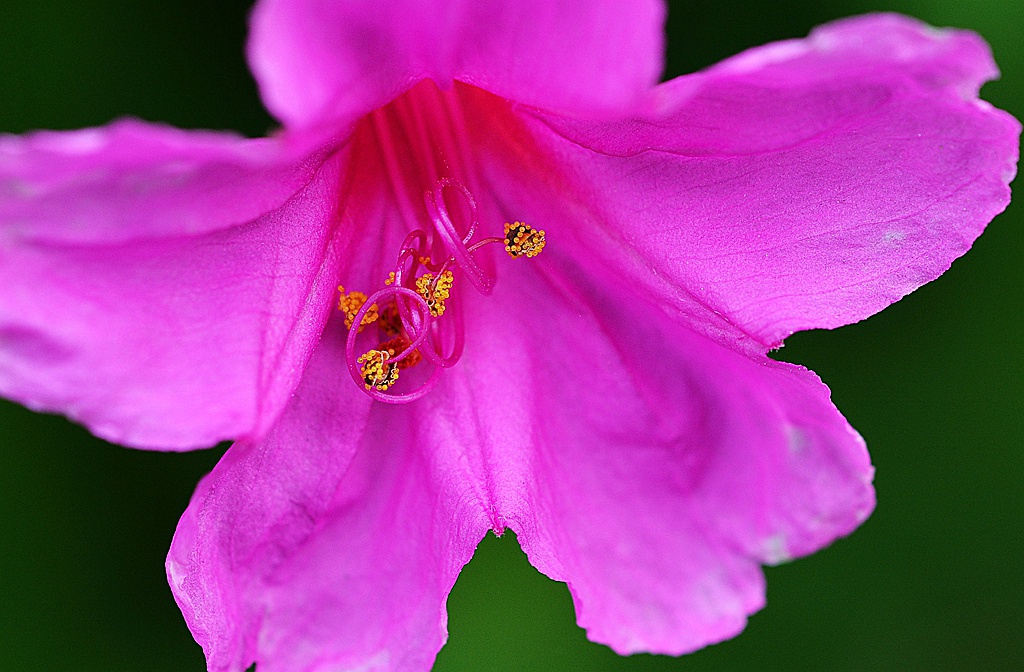 花蕊 摄影 yangqi9700