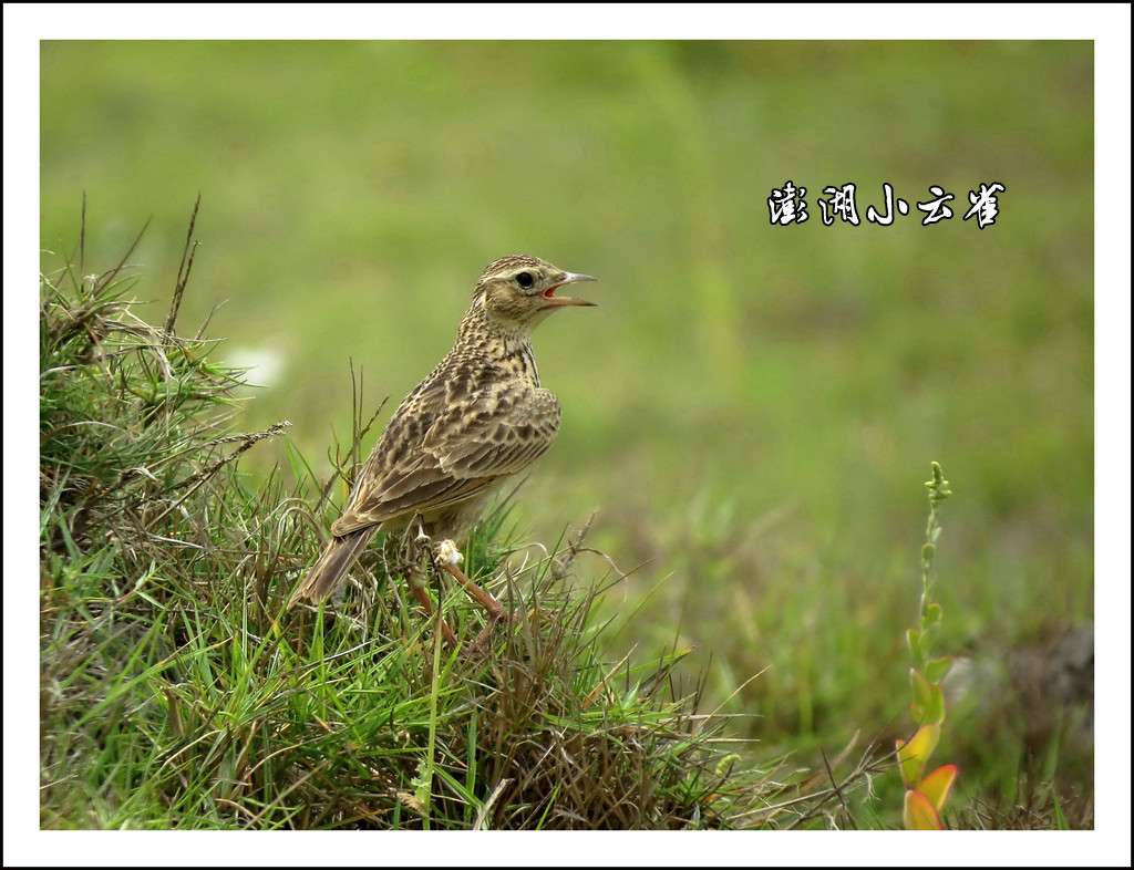 澎湖小雲雀 摄影 丙戌八月