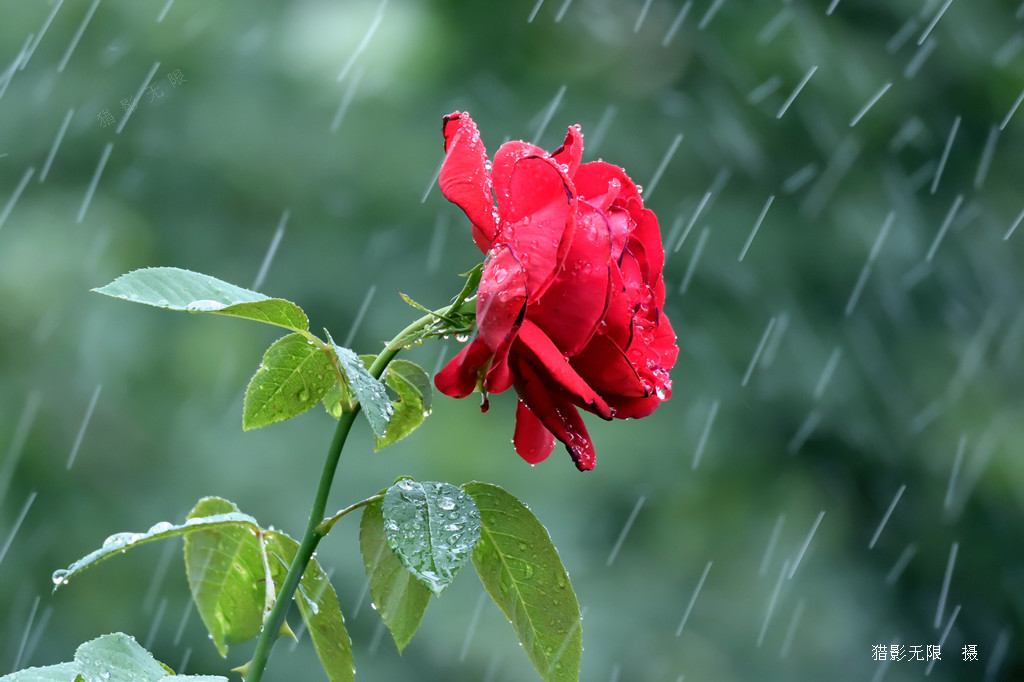 雨中的月季（1） 摄影 猎影无限