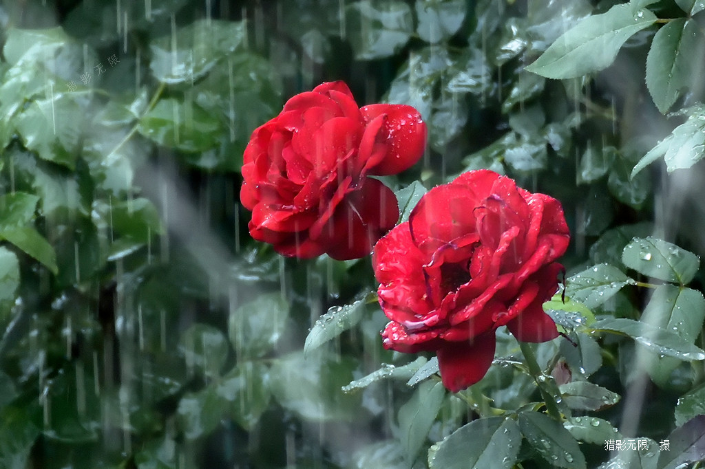 雨中的月季（2） 摄影 猎影无限