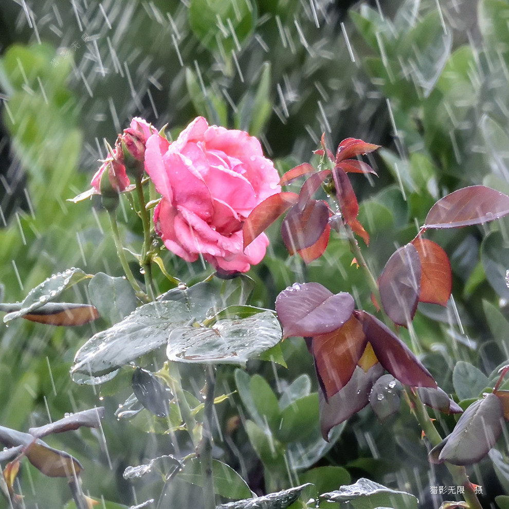 雨中的月季（3） 摄影 猎影无限