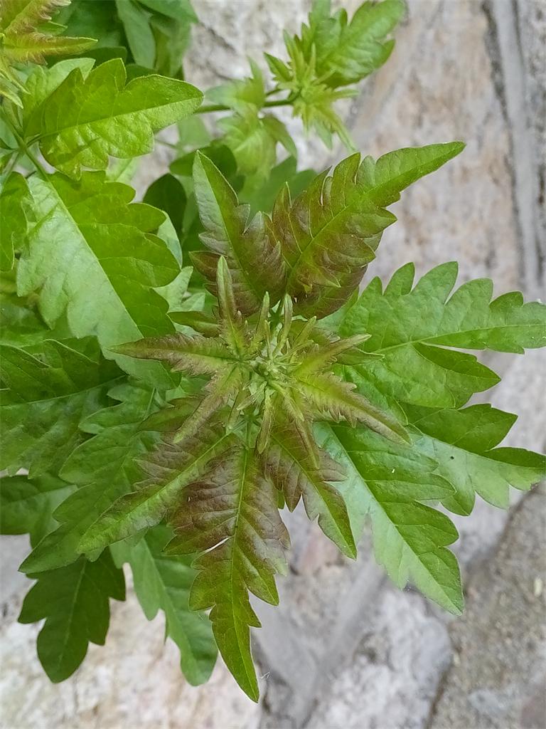 紫荊。手机拍 摄影 快乐孙老头