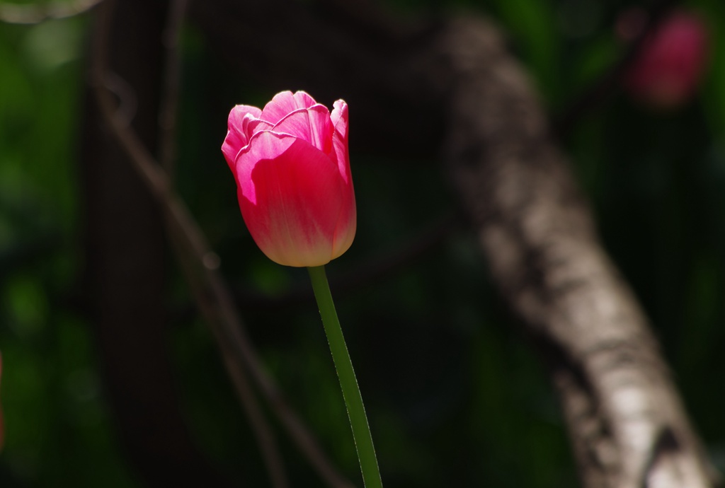 春花 摄影 青山绿水2