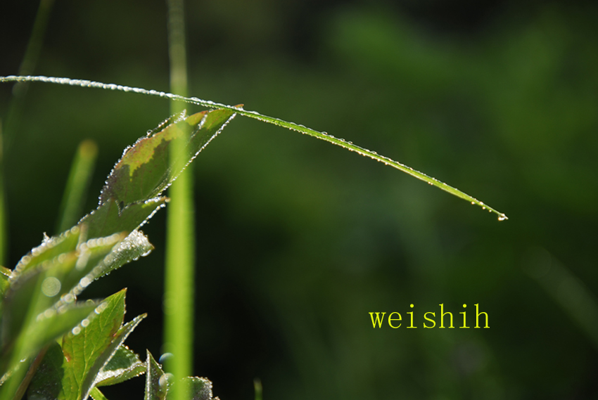 雨后露水(1) 摄影 耿昊天