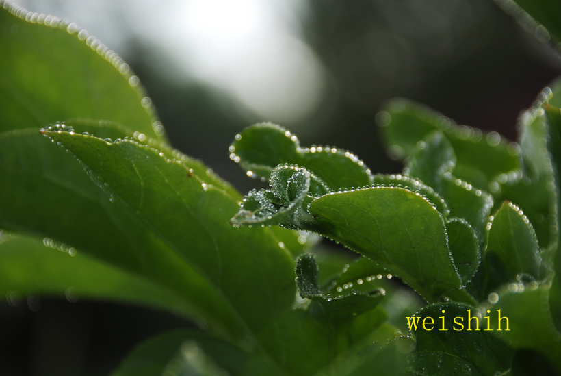 雨后露水(6) 摄影 耿昊天