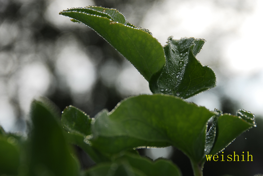 雨后露水(4) 摄影 耿昊天