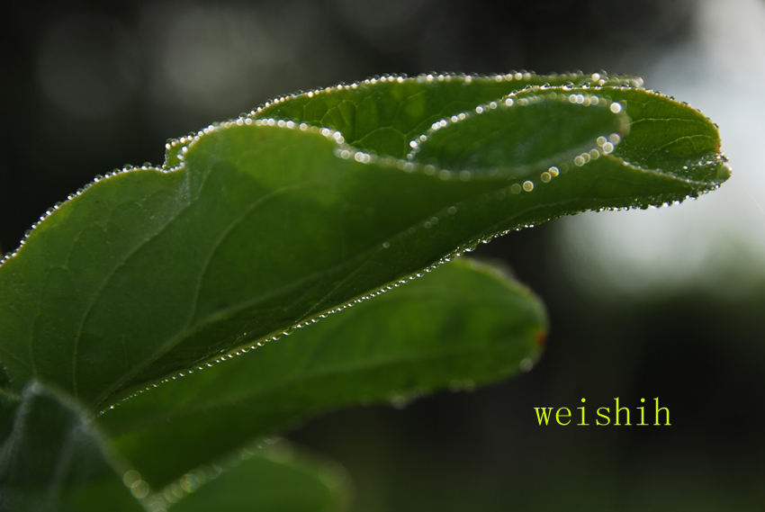 雨后露水(7) 摄影 耿昊天