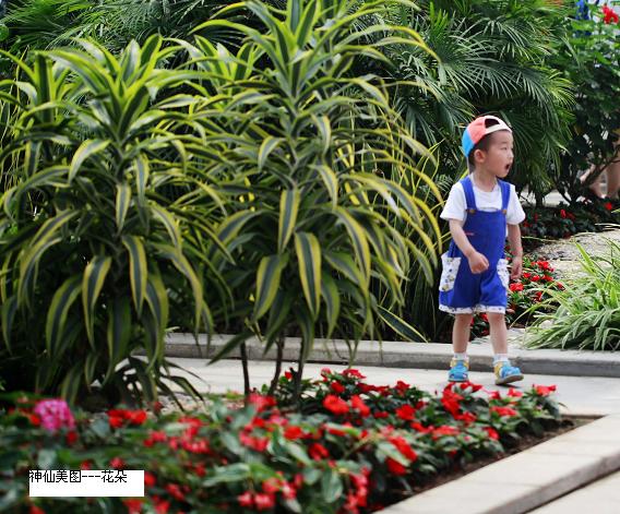 花朵 摄影 快乐老神仙