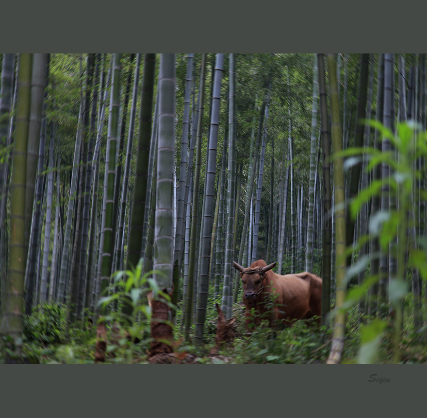 竹林深处 摄影 思秋