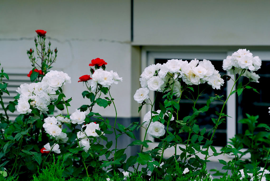 <月季花>(点大图) 摄影 莱州人