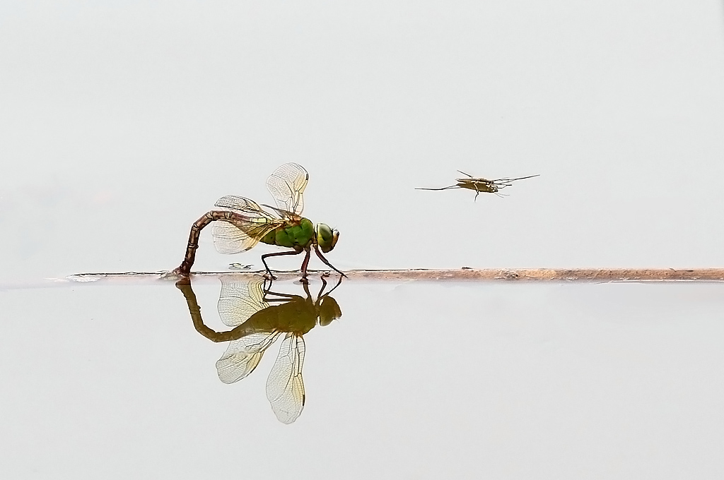 繁殖季节 摄影 liangdawei