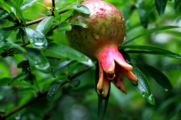 梅雨时节赏石榴 摄影 云中马