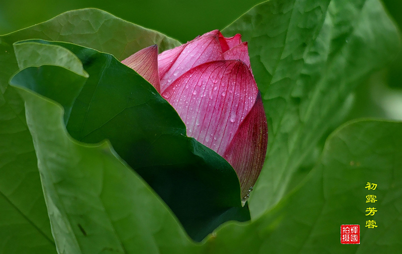 初露芳蓉 摄影 光影画