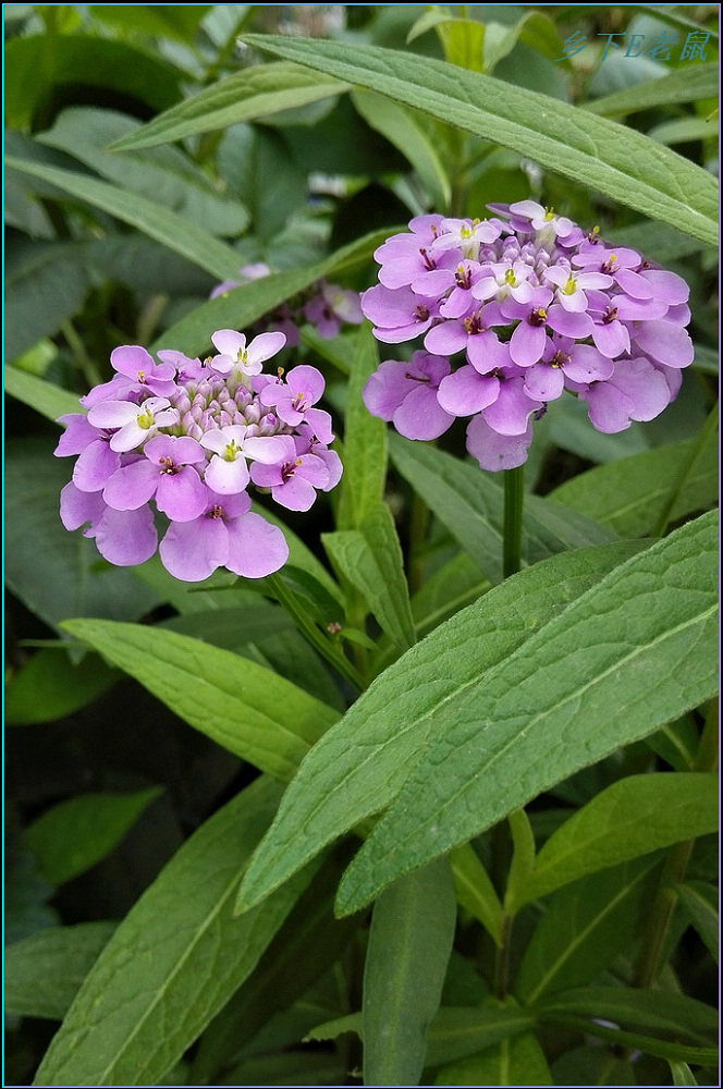 楼下鲜花（华为手机随拍） 摄影 wxwonlines