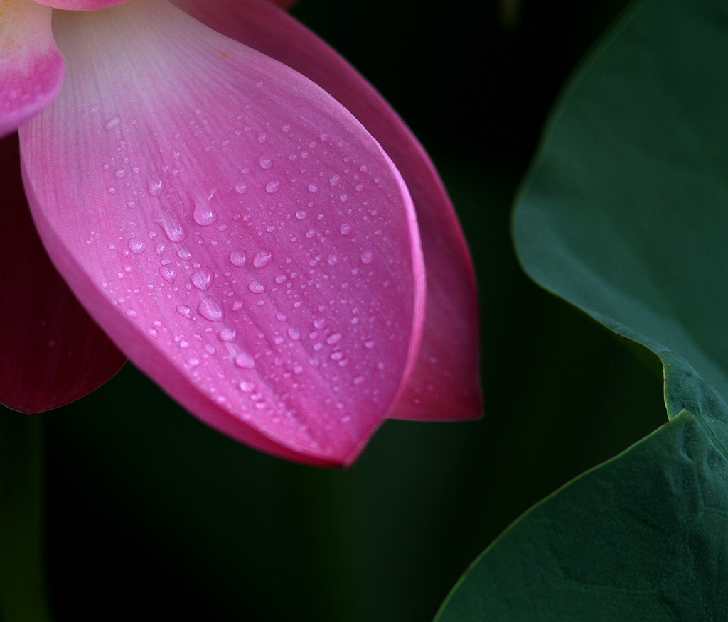 雨后观荷 摄影 本森