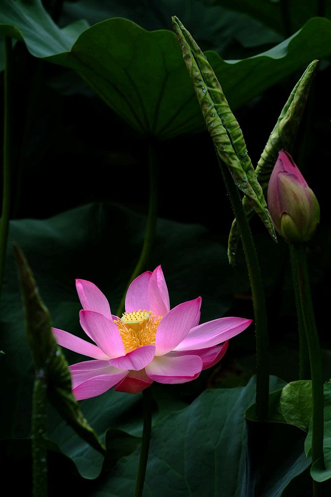 雨后观荷 摄影 本森